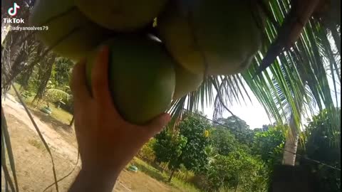 coconut water is healthy