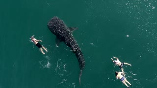 Majestic Whale Shark swims with humans