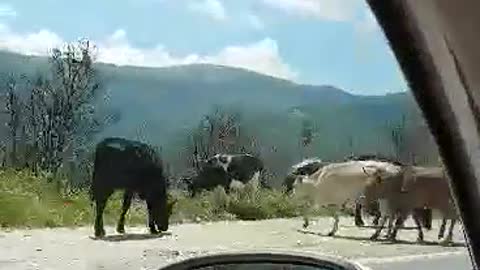 Cows on the road Prilep-Gradsko on Pletvar - Be careful