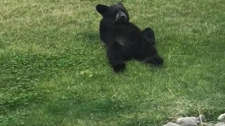 Family of Bears Lounge around in Backyard