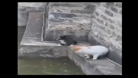 Funny Animals funny Cats beautiful