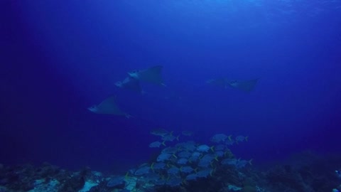 Eagle Rays