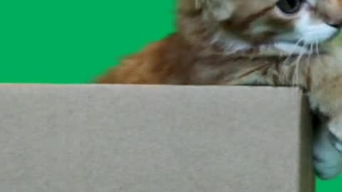 Cat Green Screen Video (1)