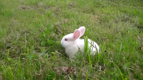 Rabbits Voice Sound Effects 🥰
