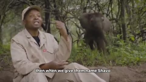 A young elephant hears his name and decides to interrupt an interview