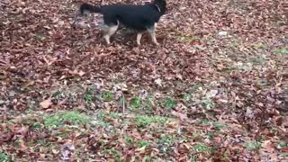 Dog and Rooster love playing chase together.