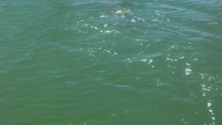 Dolphin Shows off His Dinner