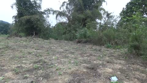 Primitive Life Catching Big catfish By Hand at the stream - Hand Fishing Skills Catching Fish