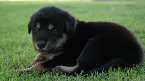 Cute Black Puppy on grass field