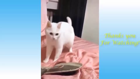 Funny Cats Dancing videos