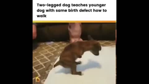 Two-legged dog teaches onther dog how to walk