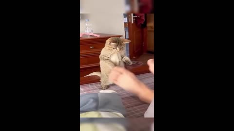 Funny animals - Funny cats _ dogs - Funny animal videos 2023 - Part 6