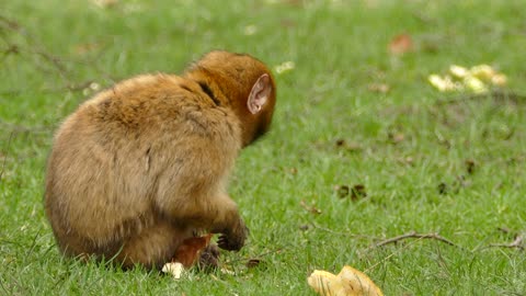 A Little Monkey Eating Bread