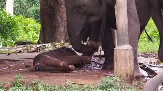 Adorable Moment For Elephant Mother Giving Birth