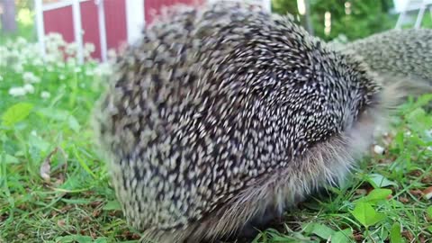 Hedgehog Spikes - See how they work