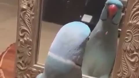 The parrot sees itself in the mirror