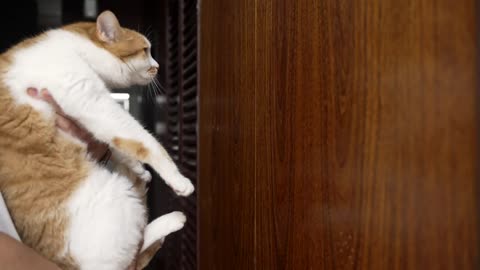 A cat that can push the wall back by hand seems to be smart