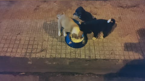 Feeding Stray Puppies #1