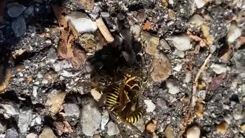 Yellow Jackets attack a Hornet