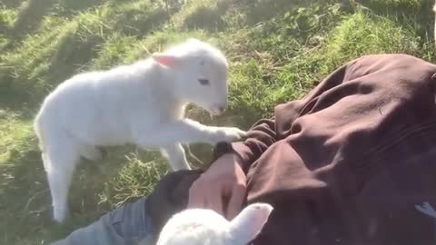 A cute lamb need's attention..