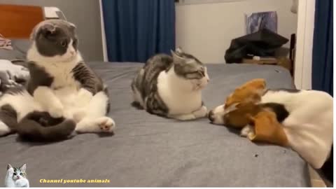 Short funny cat and dog comedy