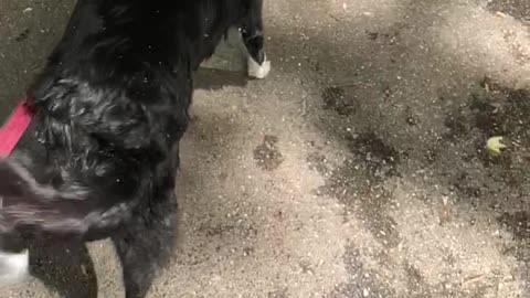 ASMR dog shaking off water