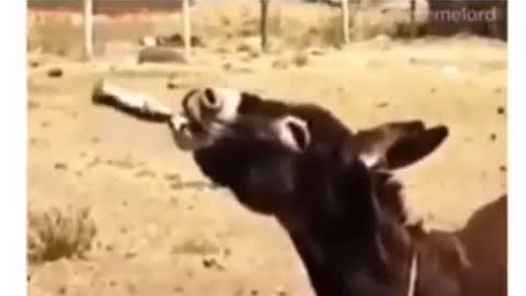 Donkey after drinking wine | Funny video | Viral video