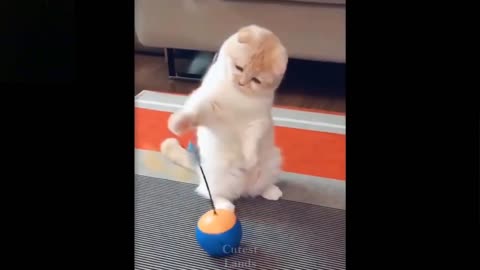 Cute cats playing with toys #shorts#
