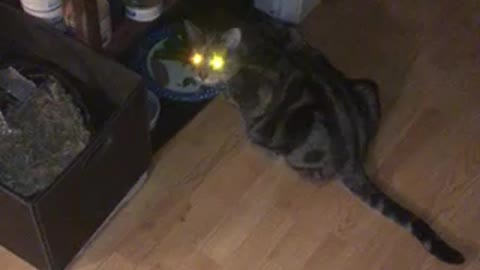 Cat eats spinach