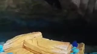 Short Relaxing Video of a Betta Fish