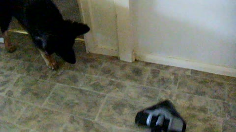 German Shepard Titan helps Vacuum