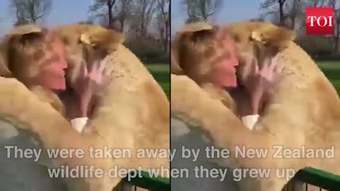 Lion reunited with former caretaker 🦁🙃