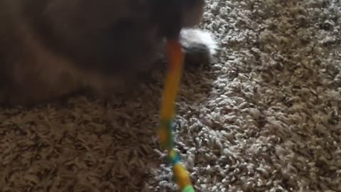 Cat with String
