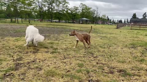 German shephard Dog attacks the Pit-Bull :)