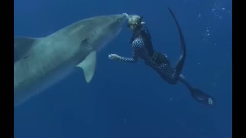 Rare interaction with Tiger Shark