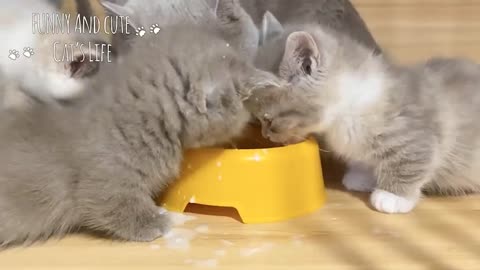 Cute Baby Cats doing funny things Compilation - Cutest Kittens Video