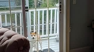 Jasper The Shiba Inu - Jumping At Sliding Glass Door