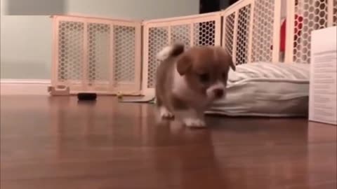 Funny and Cute Corgi Puppies Barking Video Compilation