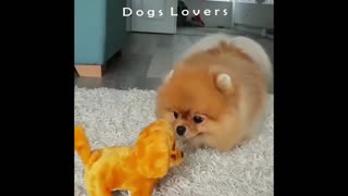 Dog Small Afraid Of Dog Game