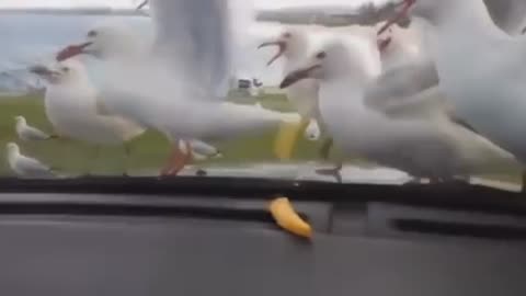 seagulls are trying to eat