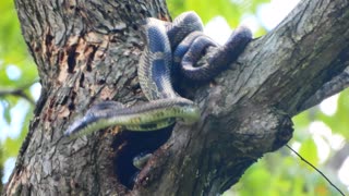 Gray Rat Snakes Mating Up High in a Tree