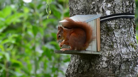 beautiful squirrel e