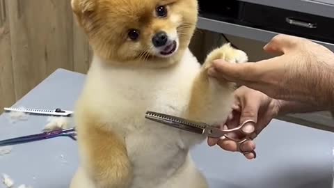 Super cute dog by snaking the hair