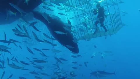 Great white shark swims into cage.