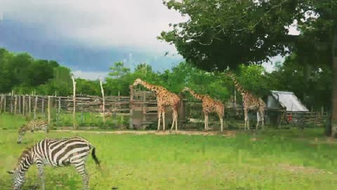 UP CLOSE WITH GIRAFFES AND ZEBRAS PHILIPPINES
