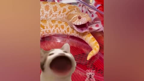 cute baby snakes