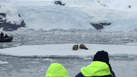 Seal waving