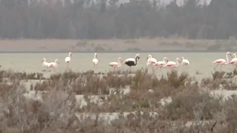 Rare black flamingo spotted in Cyprus