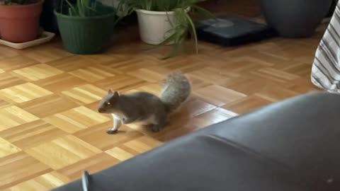 squirrel run into the house