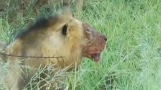 Hyenas attack on lion #shorts #lionvshyena